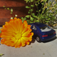 Illustration for article titled French Friday: Wedges and Flowers Edition